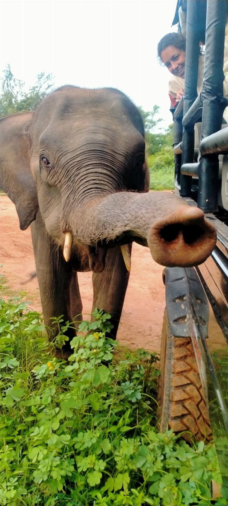 Share Safari House Udawalawe B&B 외부 사진