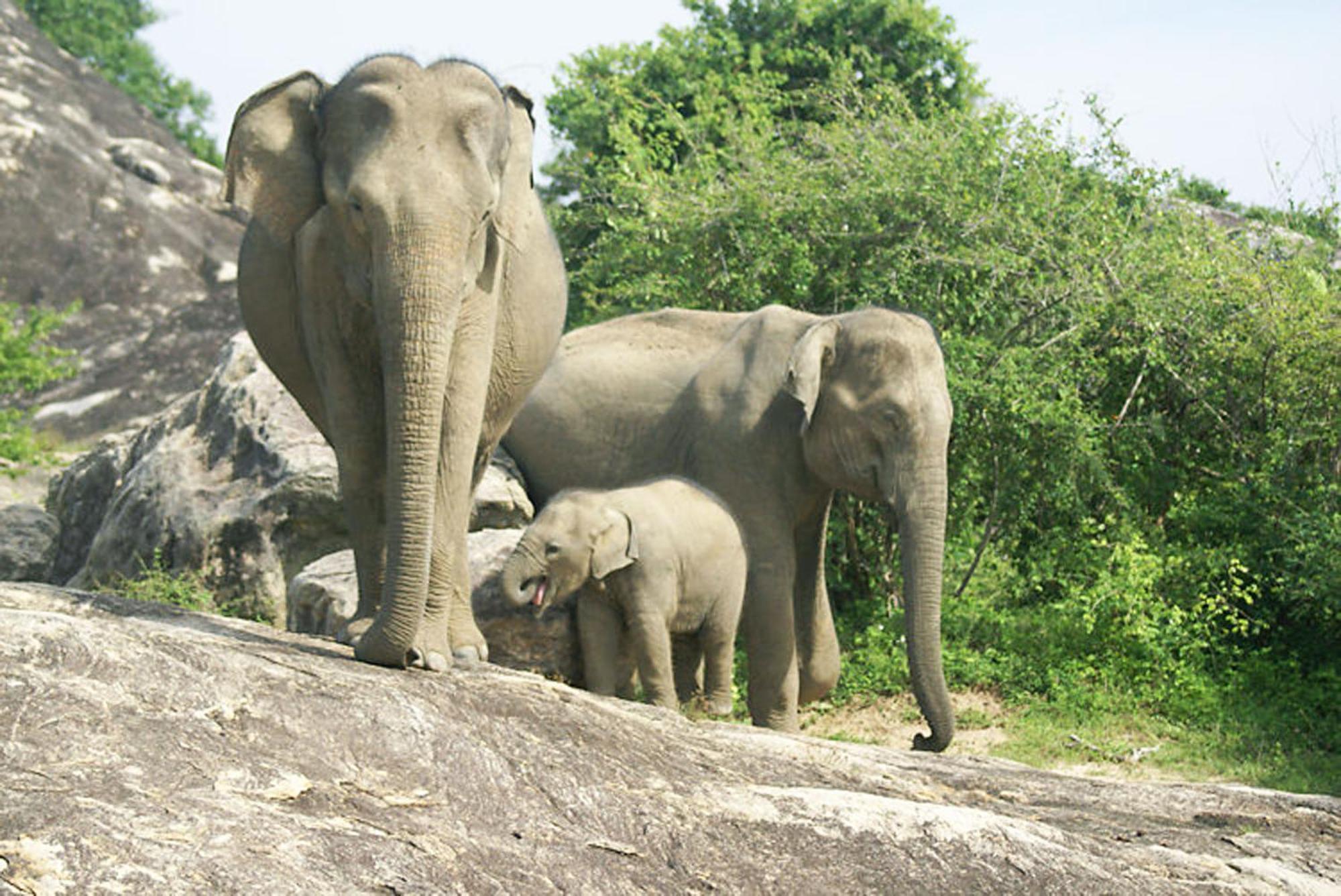 Share Safari House Udawalawe B&B 외부 사진